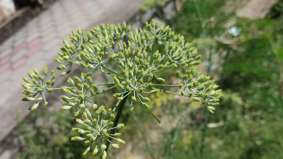 How to plant fennel at garden