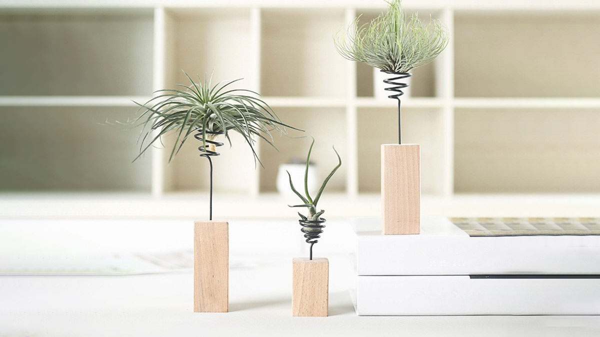 air plants care tips tricks