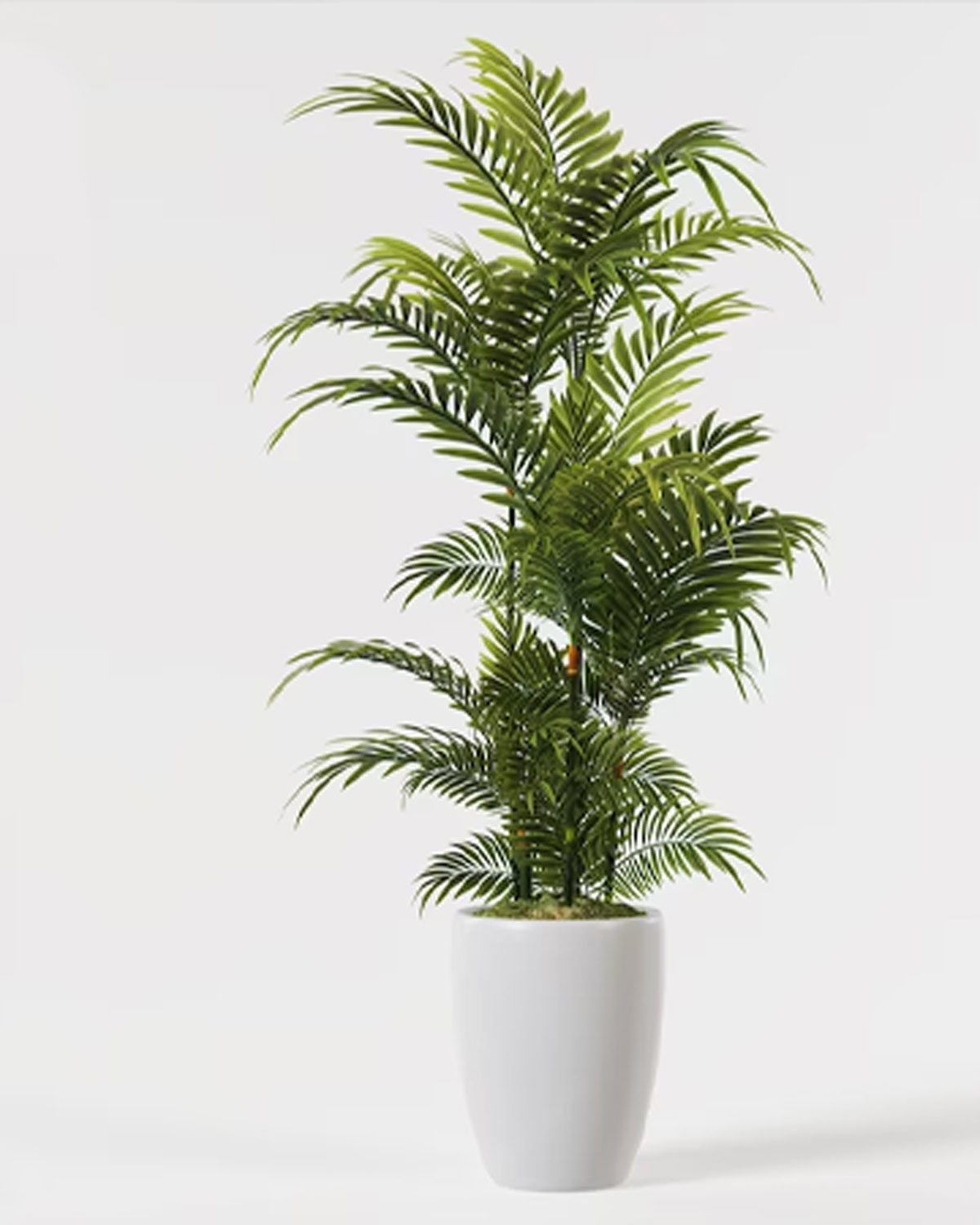 एरेका पाम areca palm vastu tips