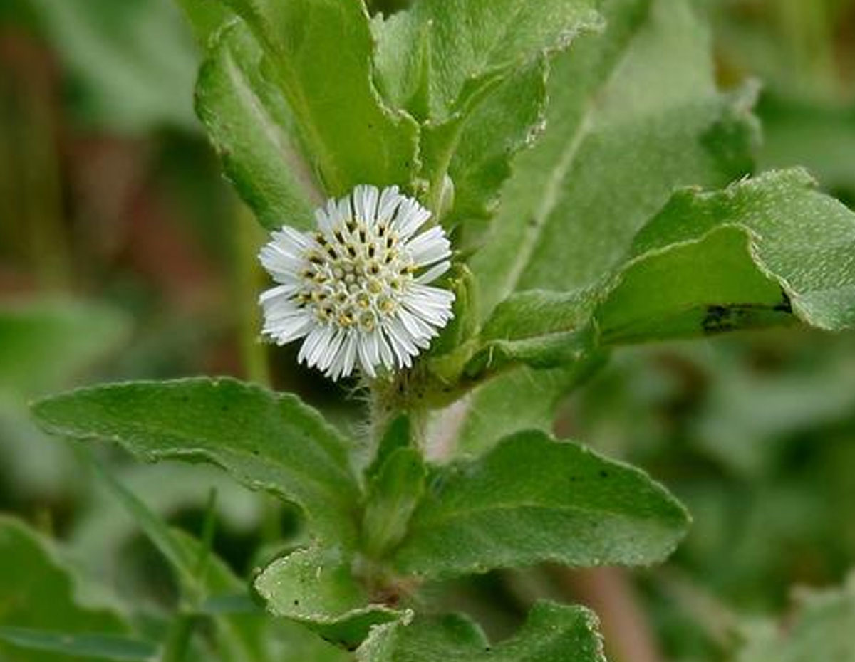 benefits of using bhringraj on hair