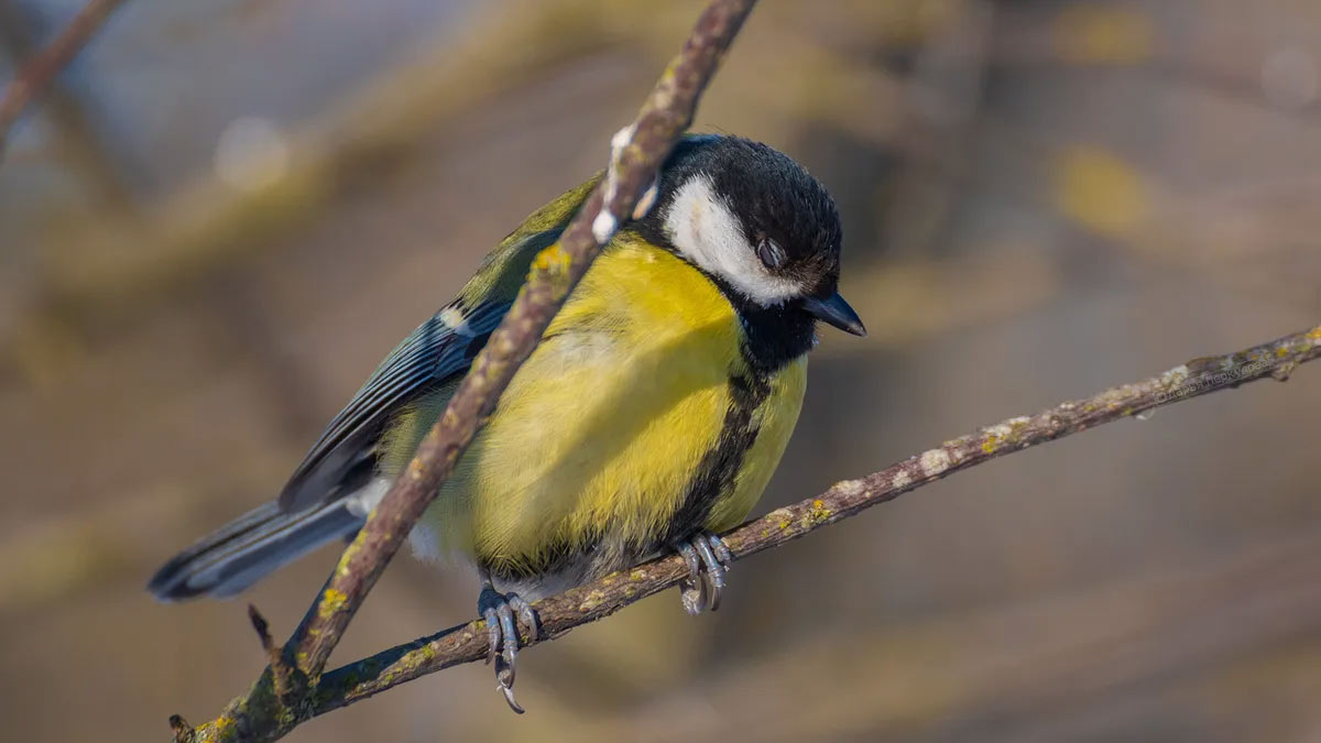 bird related fun facts