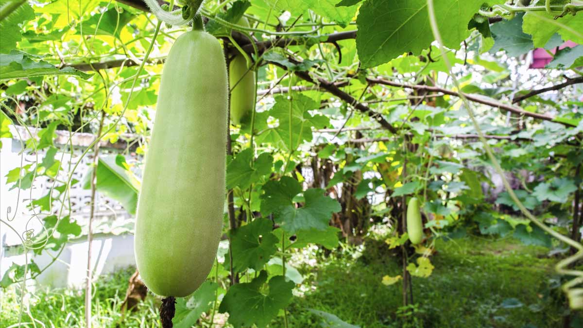 சுரைக்காய் நன்மைகளும் தீமைகளும், benefits and side effects of bottle