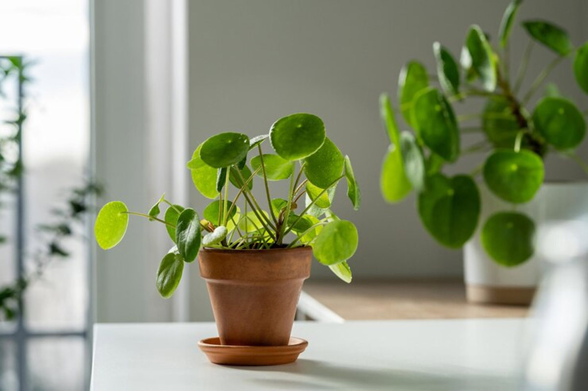 चीनी मनी प्लांट chini money plant