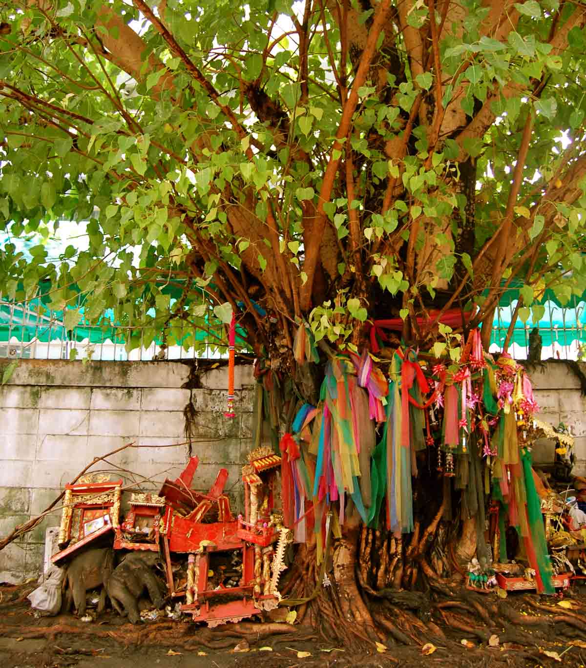 Falgun Amavasya 2023 Peepal Puja: फाल्गुन अमावस्या पर क्यों है पीपल की ...