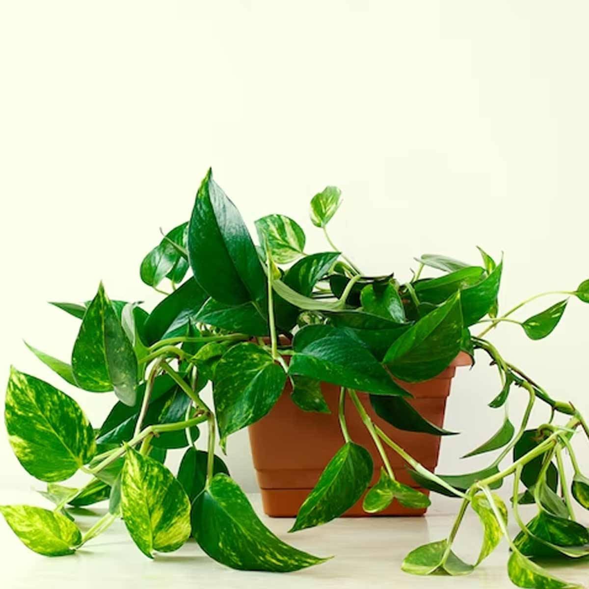 मनी प्लांट fengshui money plant is good for home