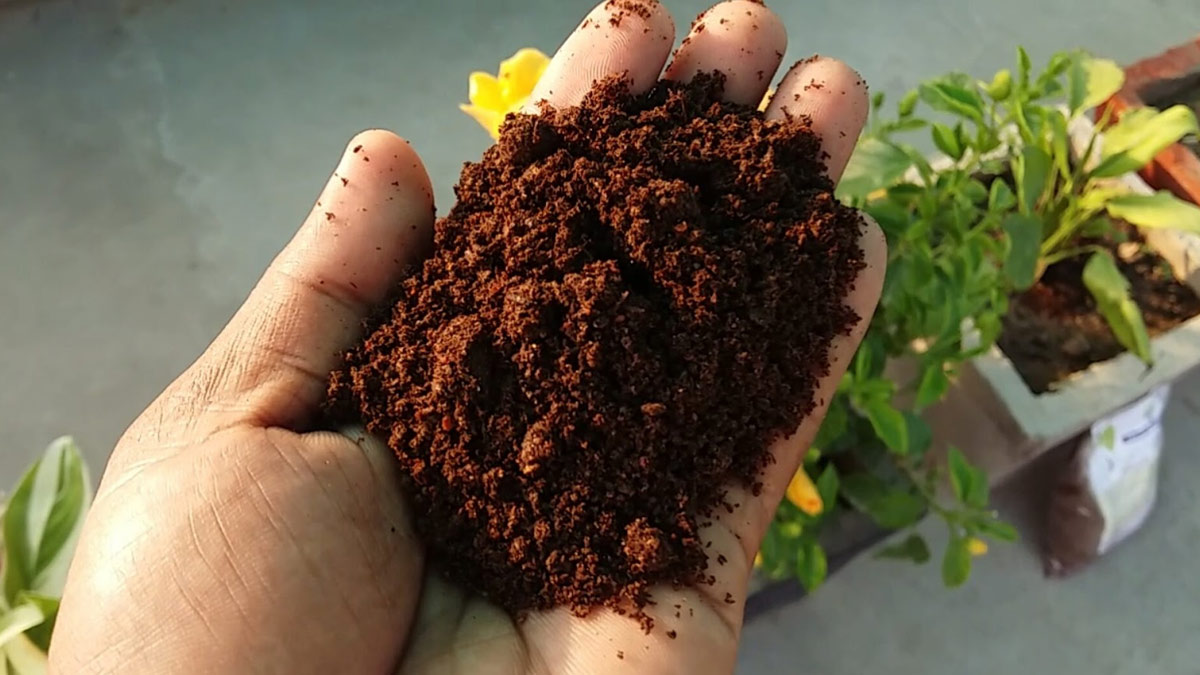 fertilizer for jasmine plant in hindi