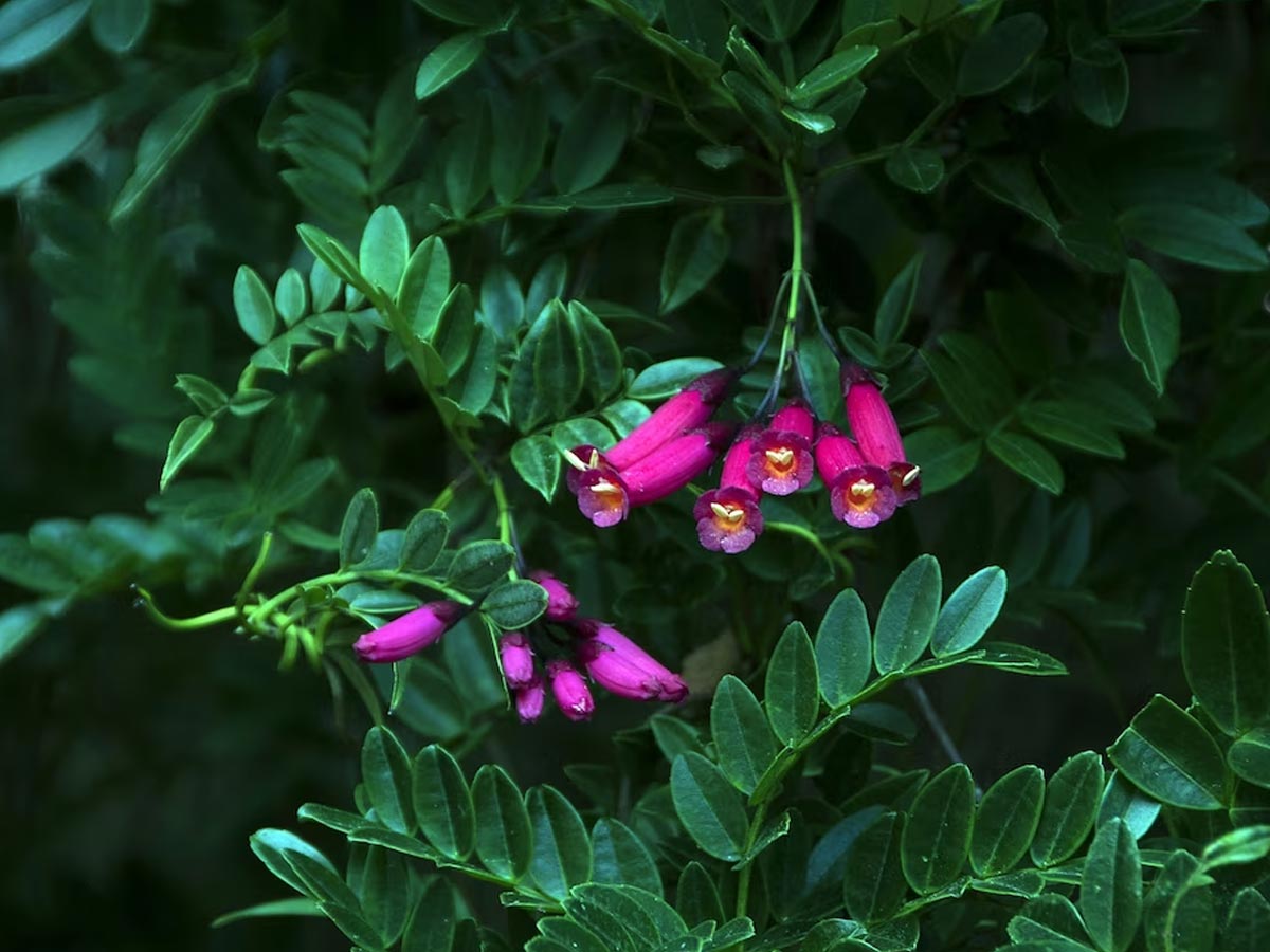 fuchsia plant