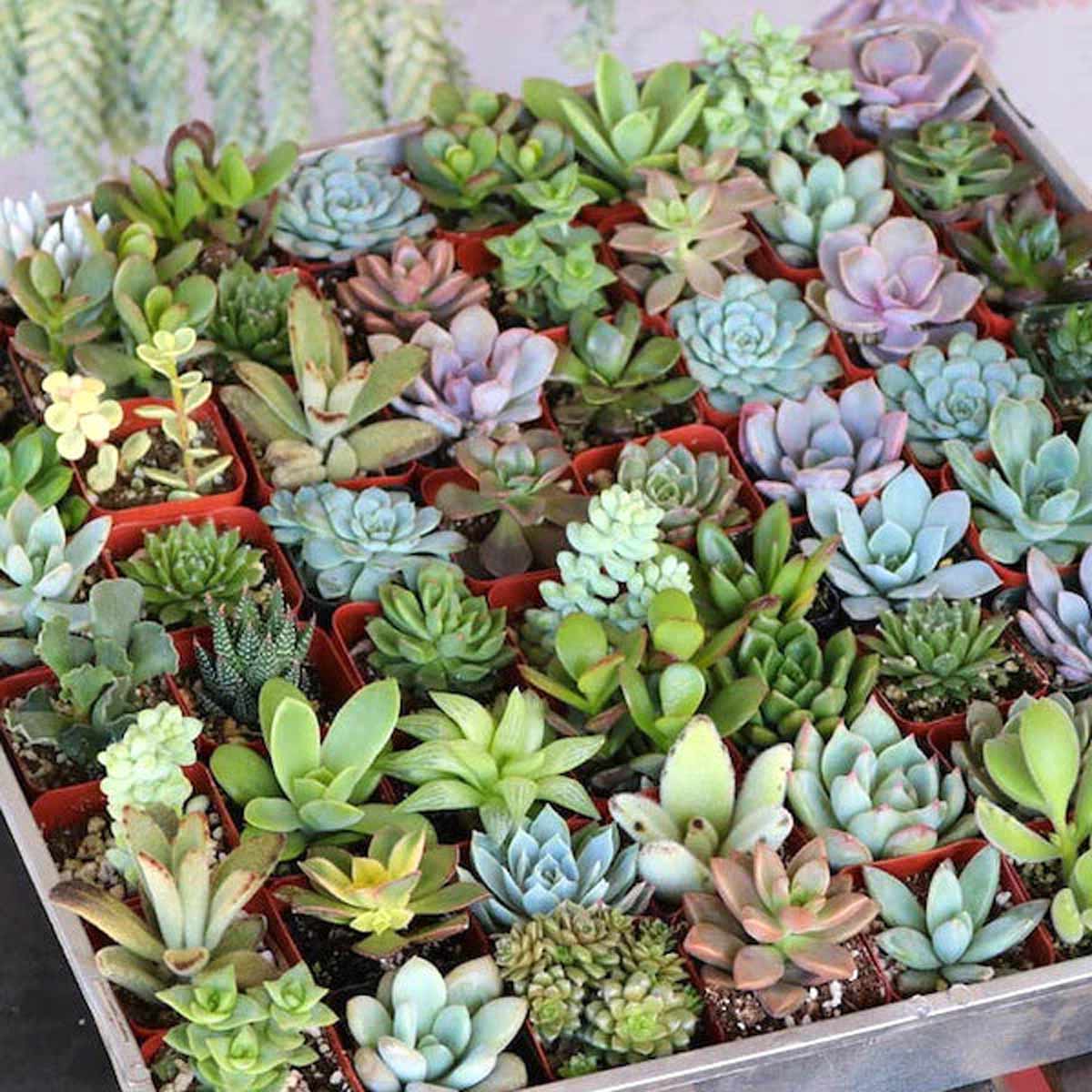 gift flowers and plant on womens day