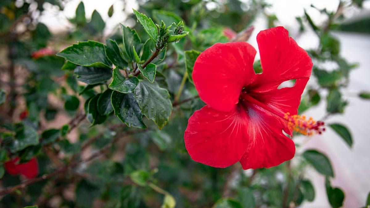 hibiscus for hair fall