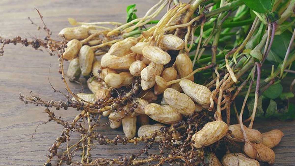 how to grow peanut plant at home