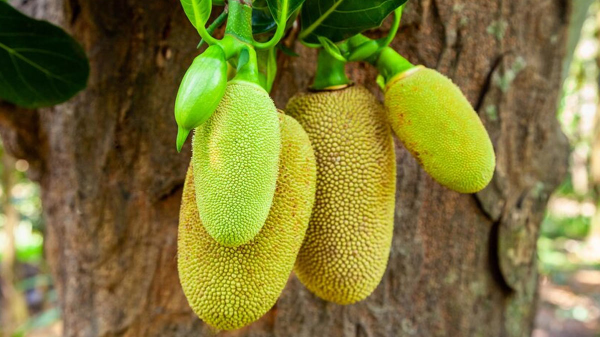 jackfruit uses and benefits
