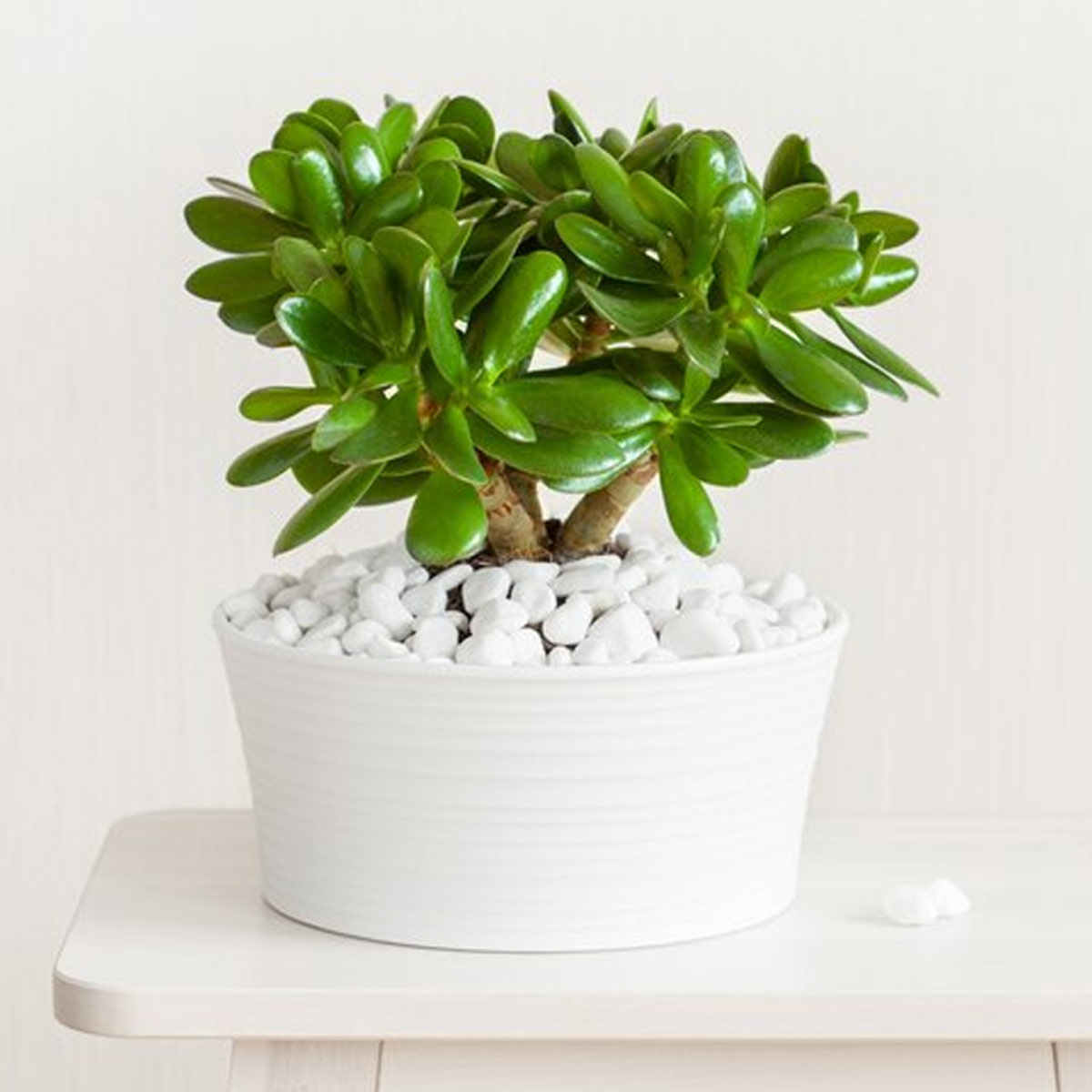 जेड प्लांट jed plant fengshui tips