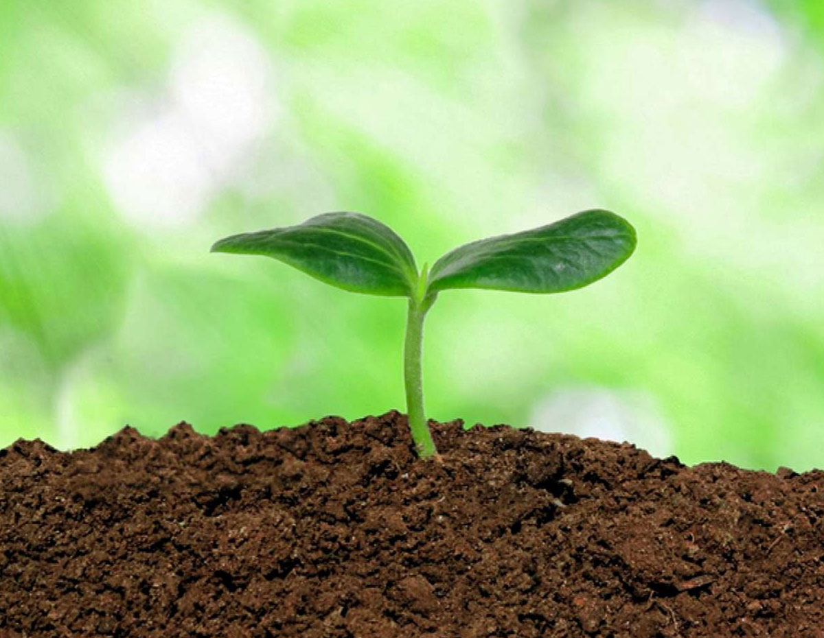 know vegetable plants to grow in march and april month