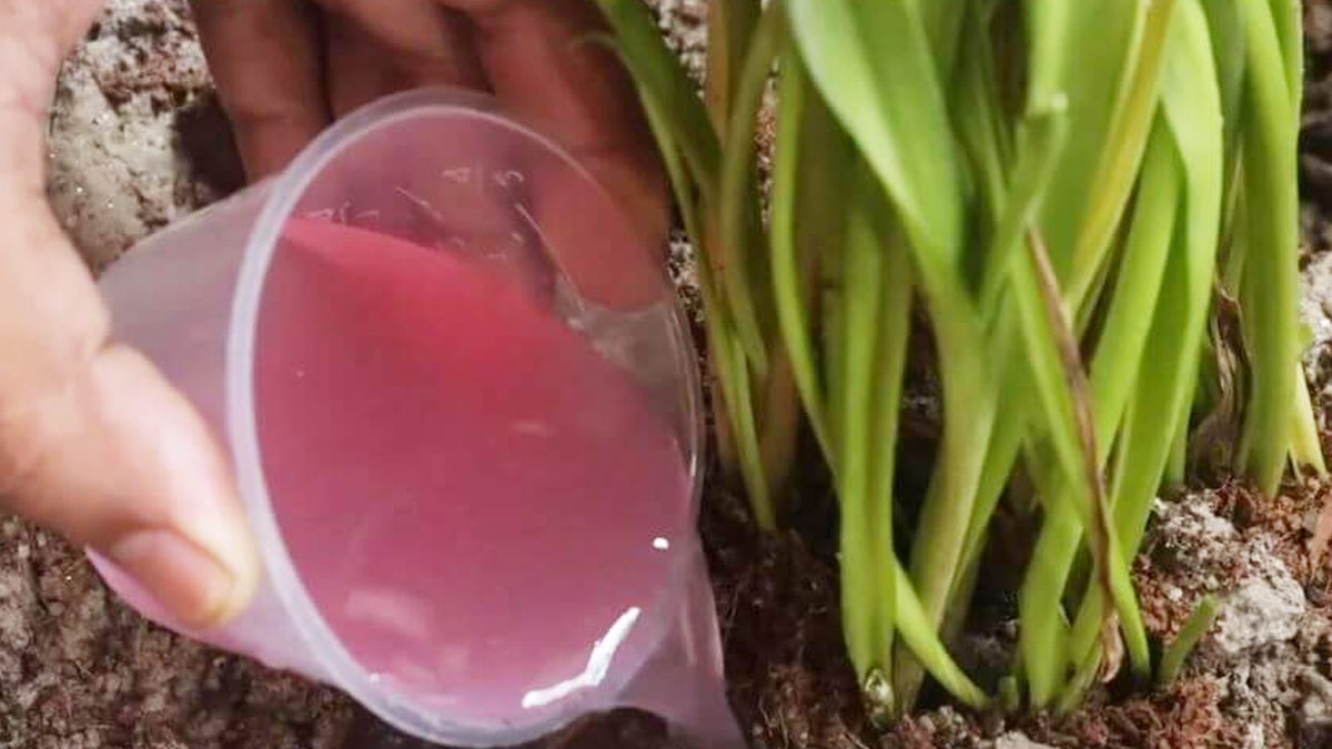 liquid ertilizer for jasmine flower