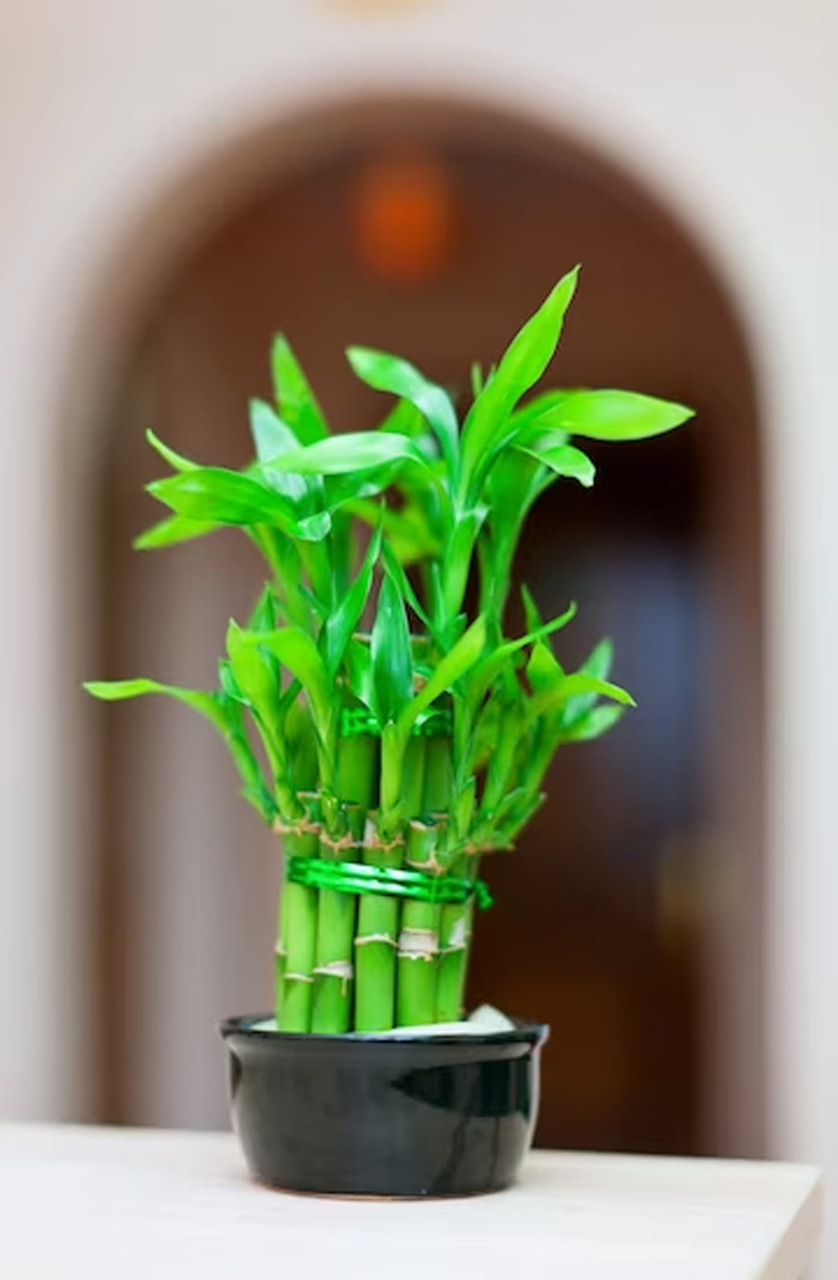 लकी बम्बू प्लांट lucky bamboo plant