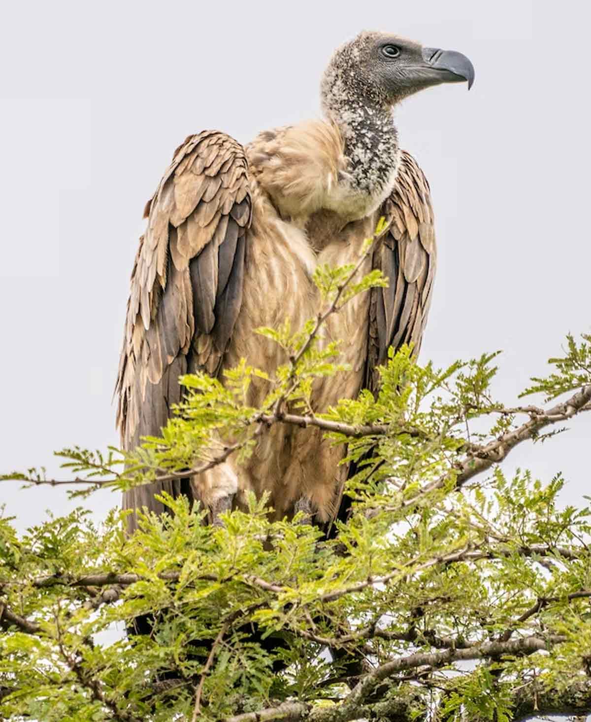 meaning of vulture at home