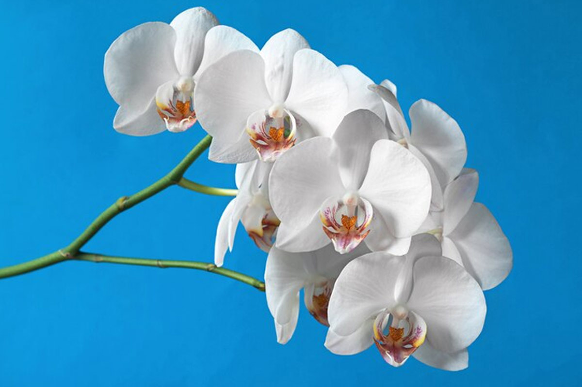 आर्किड orchid plant vastu
