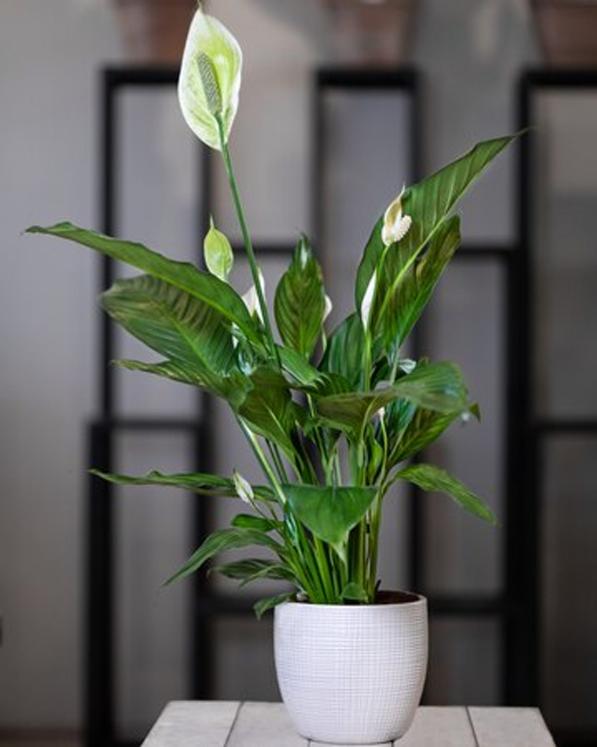 पीस लिली peace lily for prosperity