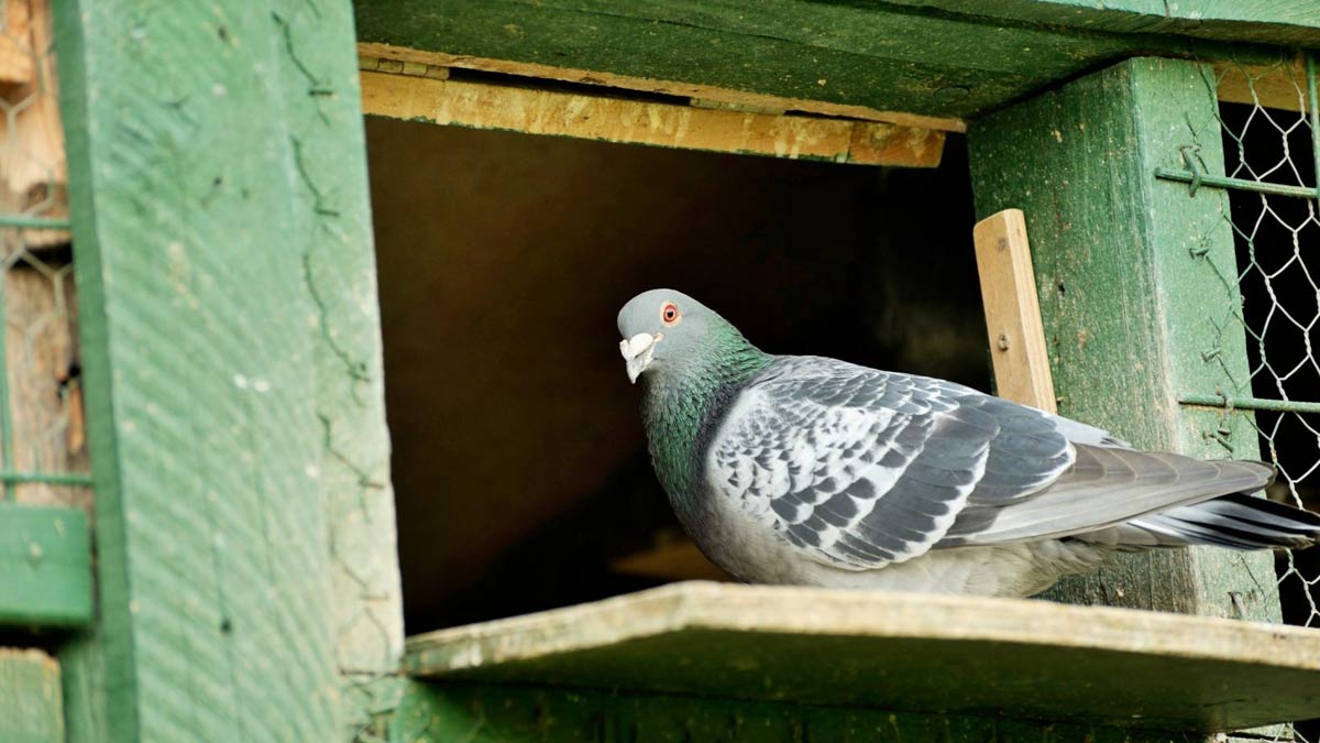 pigeon at home astrology