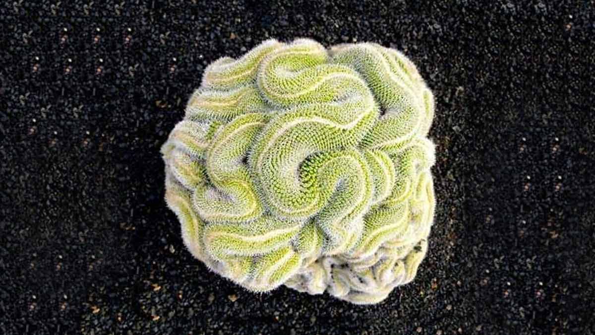 plants that look like a human brain in hindi