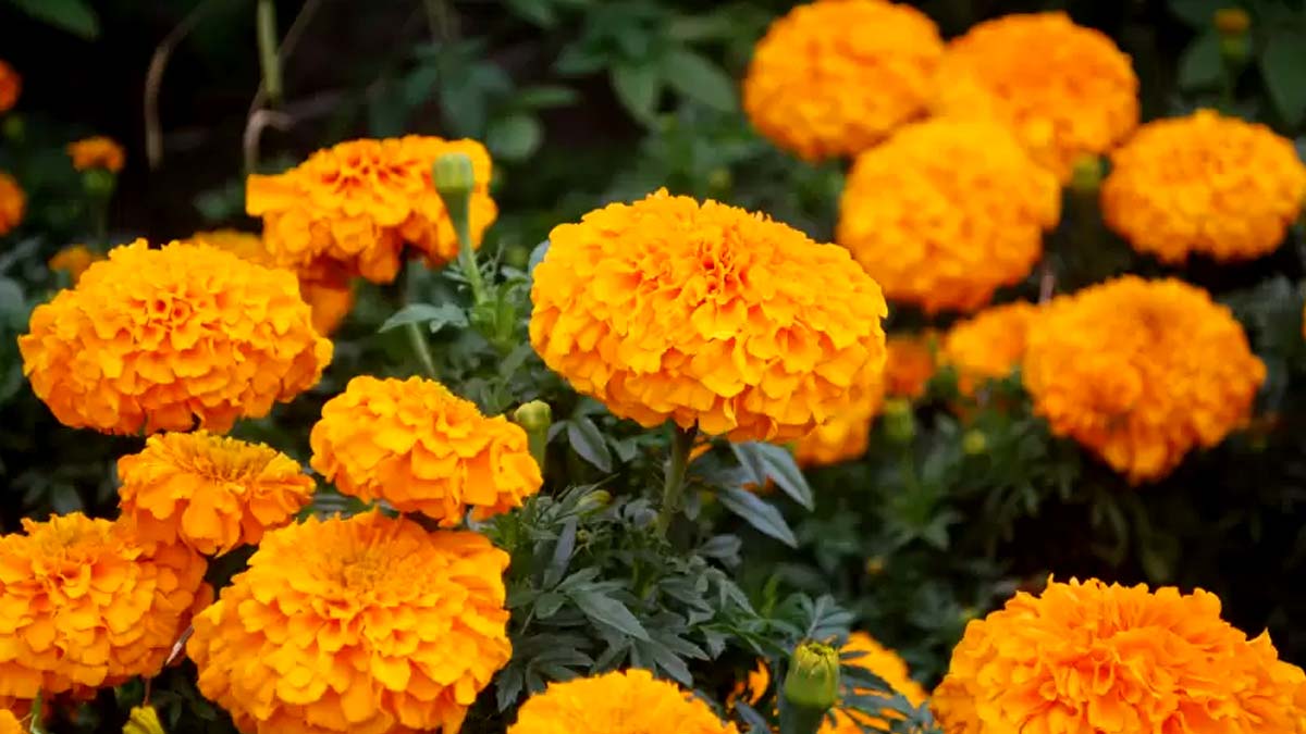 plants we can grow in feb