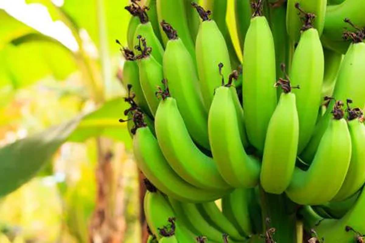 raw banana storage tips