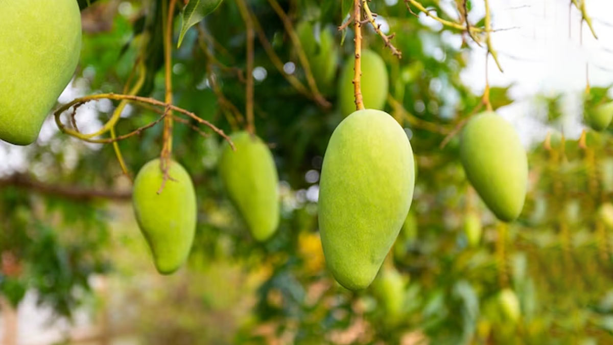 raw-mango-benefits-benefits-of-eating-raw-mango-in