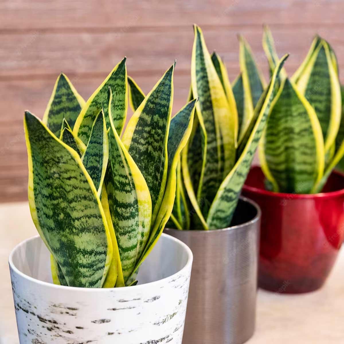 स्नेक प्लांट snake plant is good for home