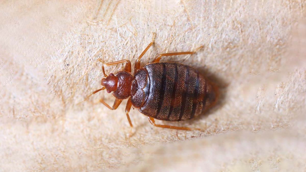 spray to get rid of bed bugs