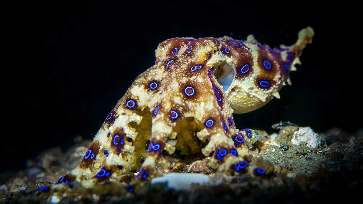 the fish more poisonous than cyanide