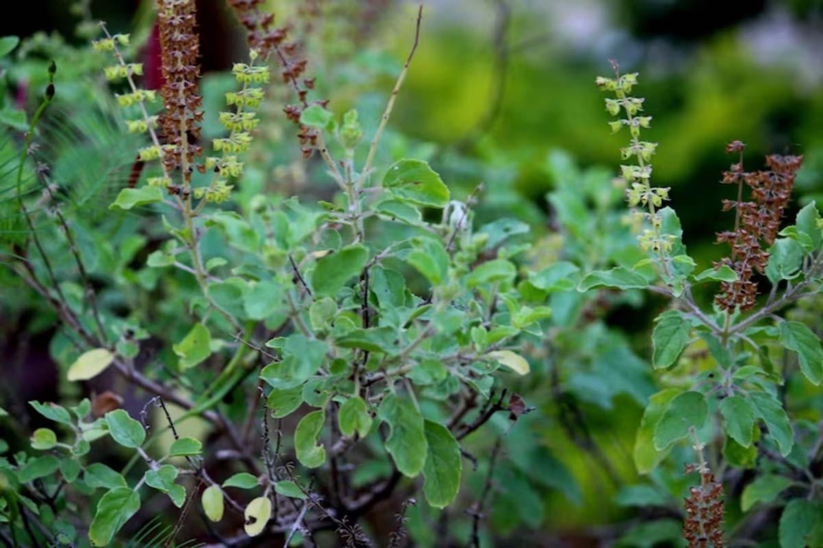 तुलसी का पौधा tulsi plant fengshui tips