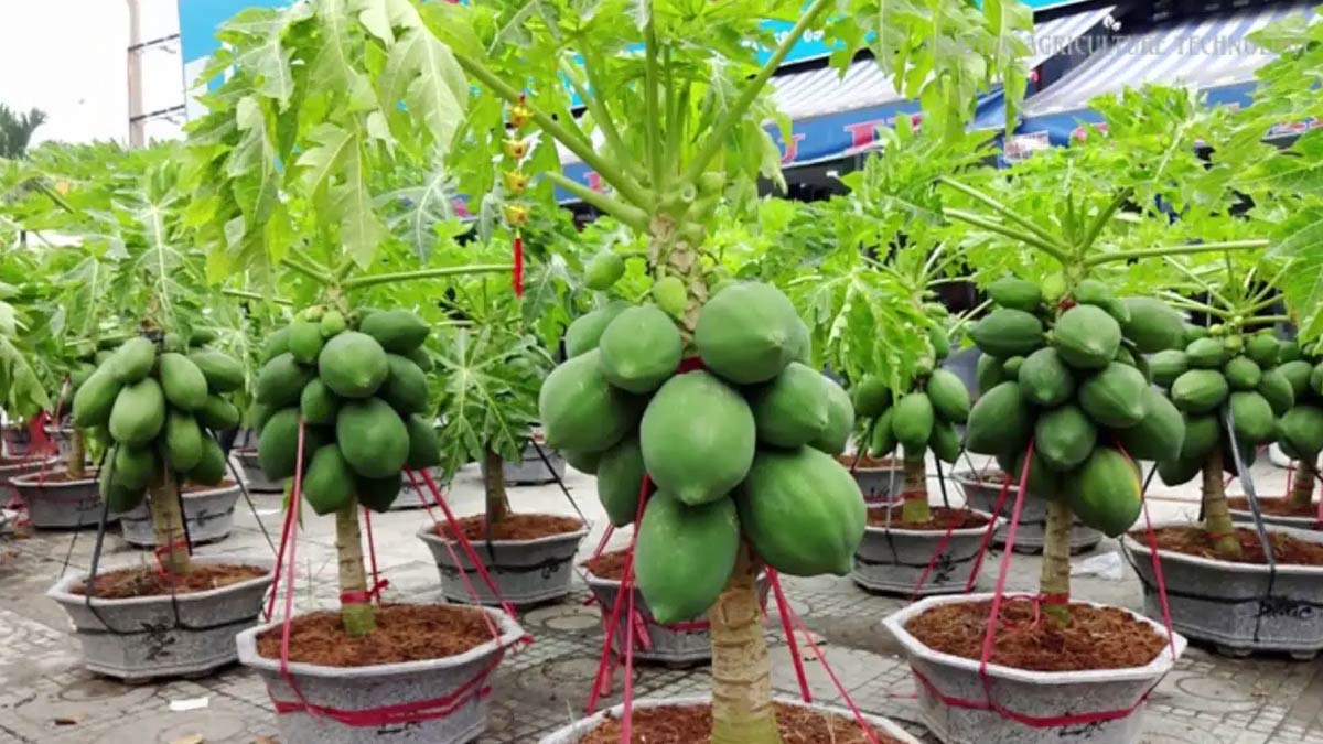 vegetable plants to grow in march and april month in pot