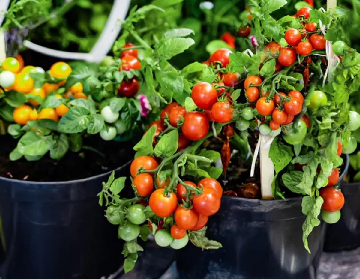 vegetable plants to grow in march and april