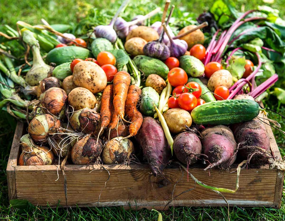 vegetable plants to grow in march