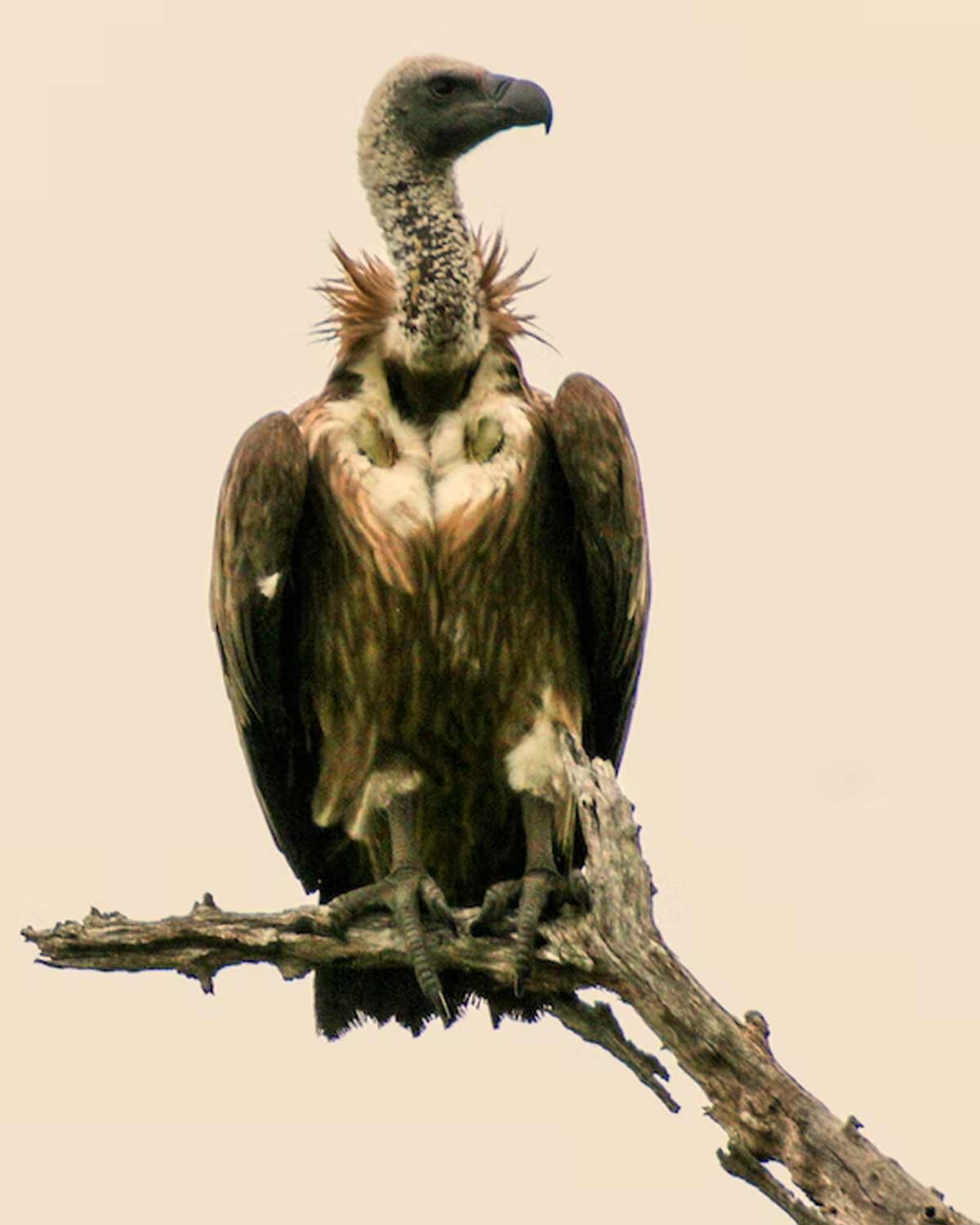 why vulture bird is inauspecious in astrology