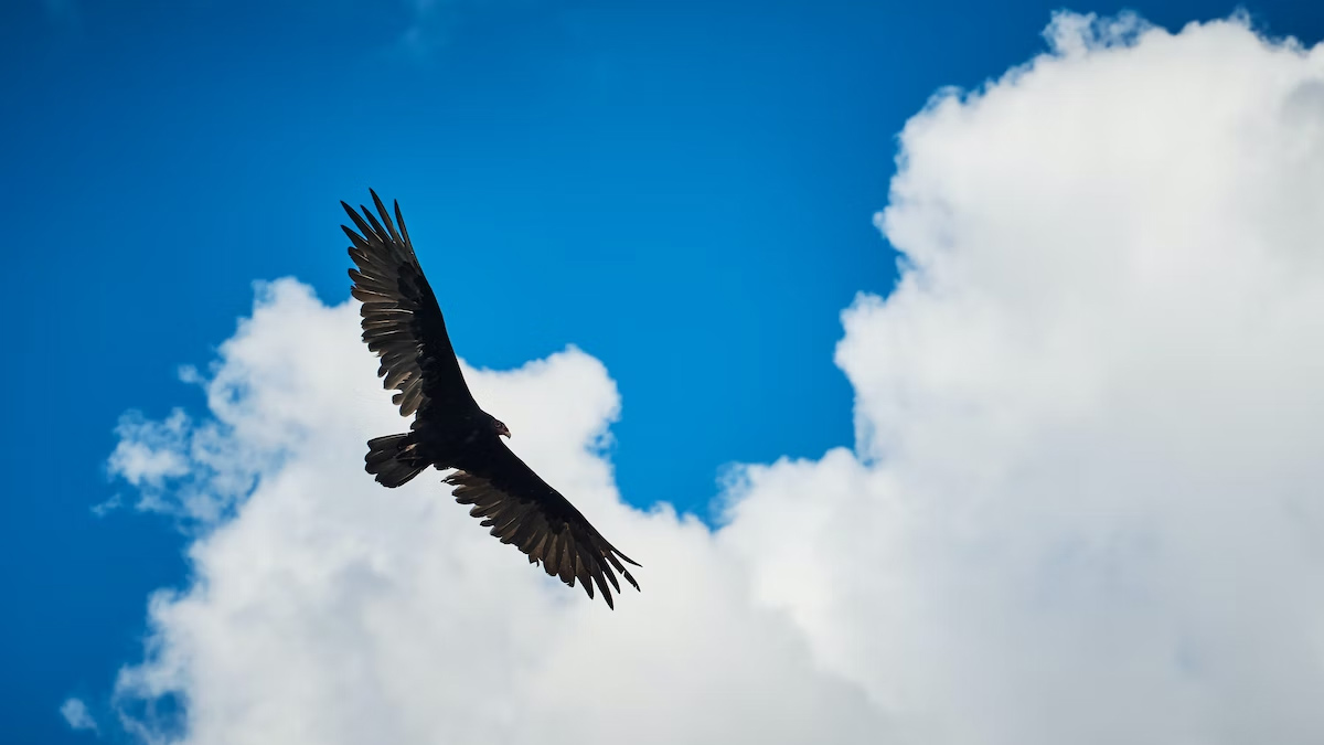 why vulture bird is inauspecious