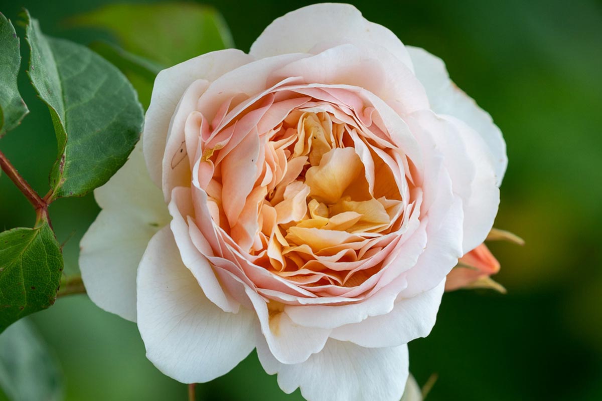 Rolls Royce की कार से भी महंगा है ये गुलाब, जानें कीमत world most