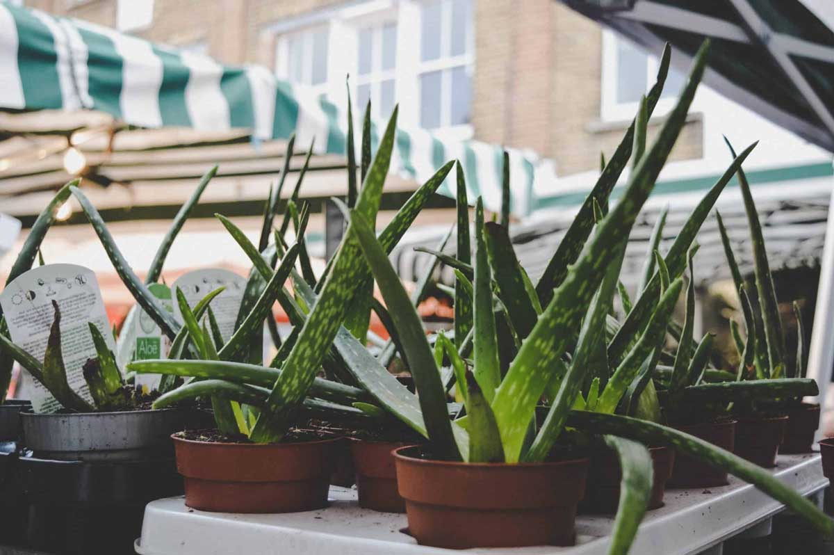 How to Choose the Right Pot for your Aloe Vera