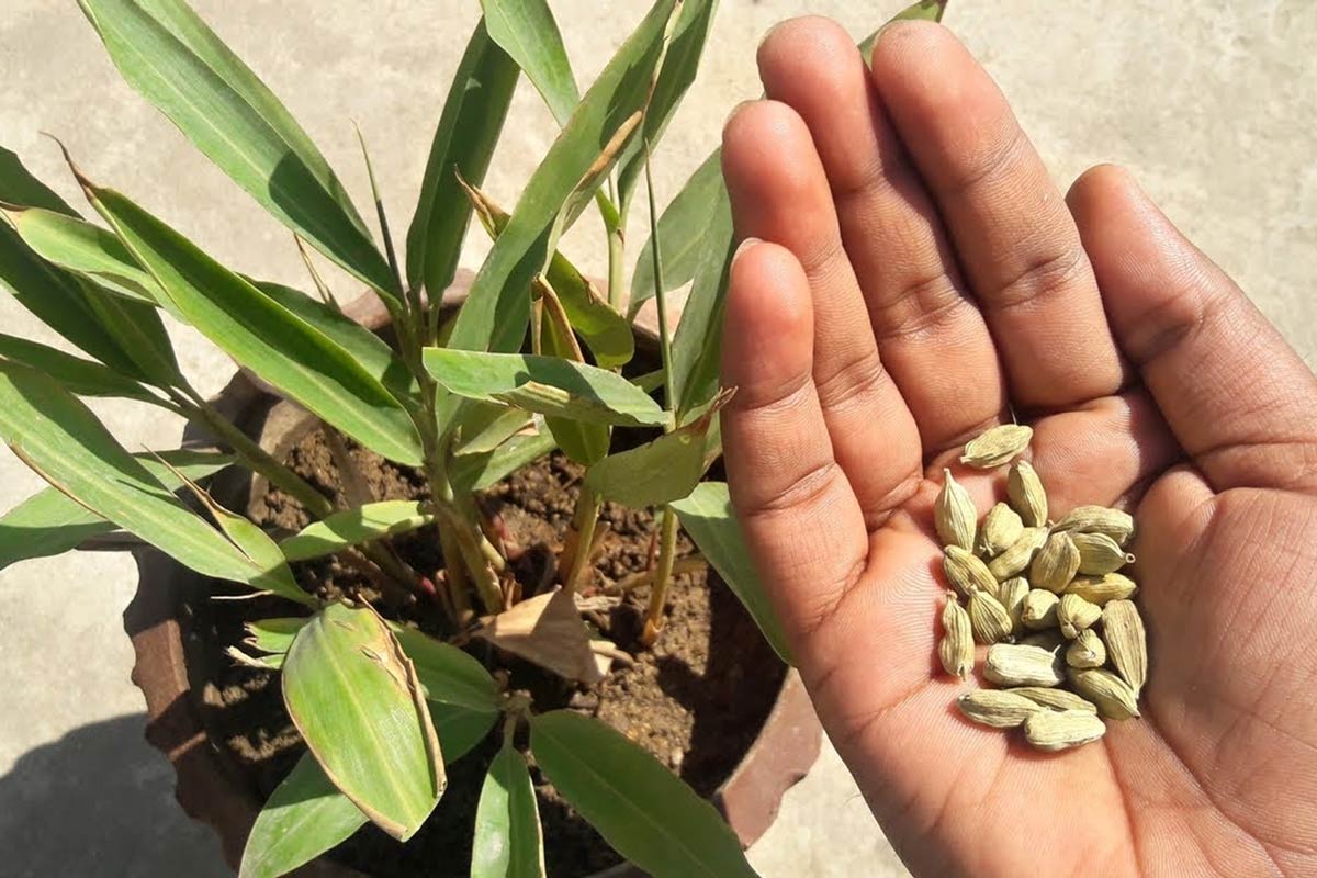 How to prepare soil at home