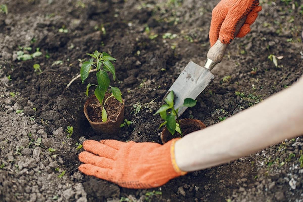 Soil for cardamom plant in hindi ()