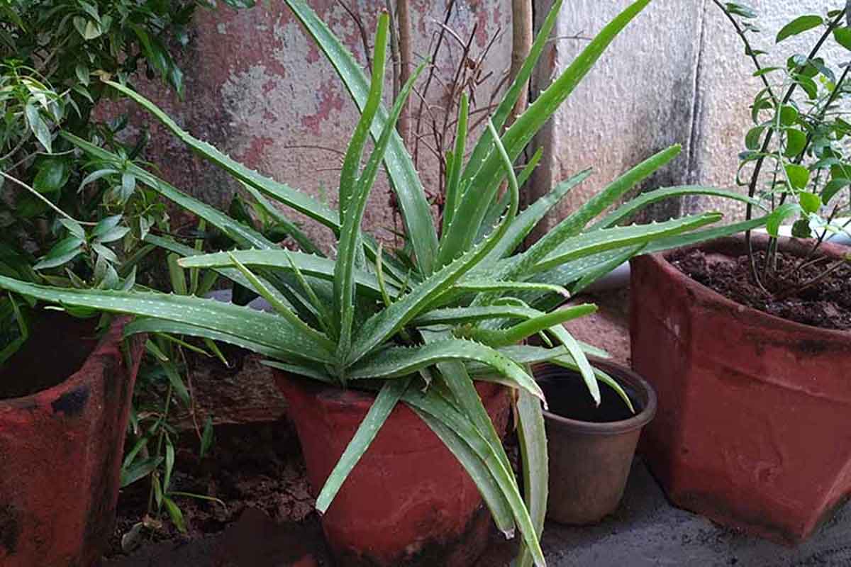What Pot Is Best For Aloe Vera Plant