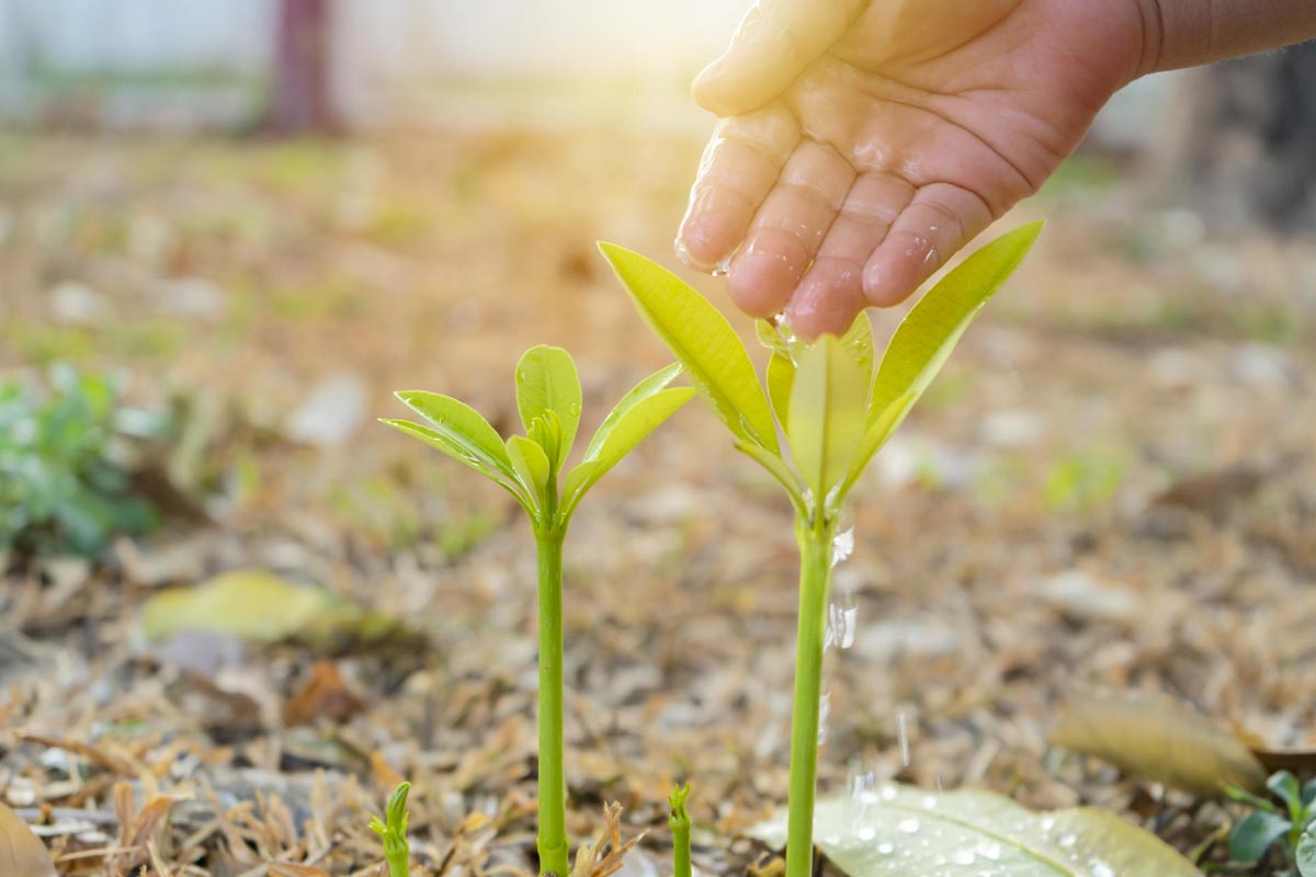 basant panchami  things not to do