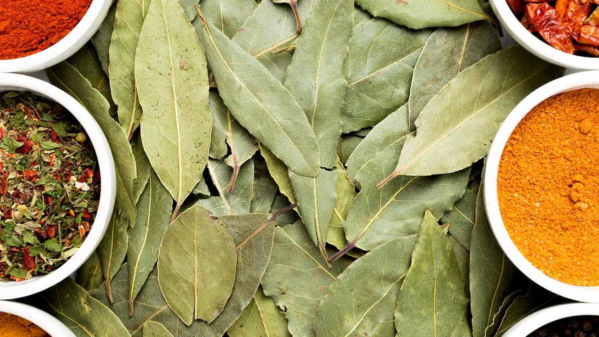 Bay Leaf In Tamil Meaning