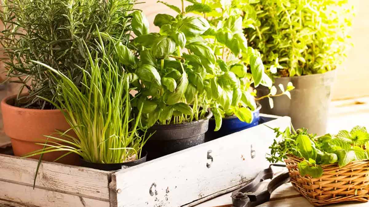 best herb plants to grow in february