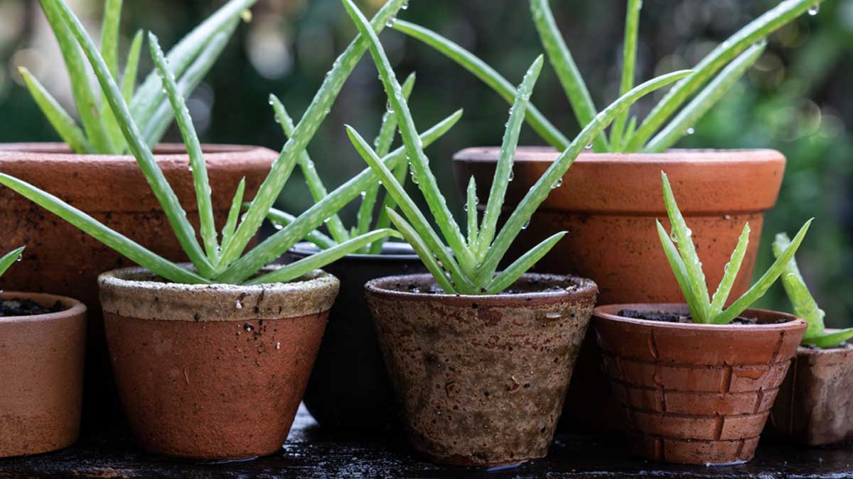 best pots to grow aloe vera plant