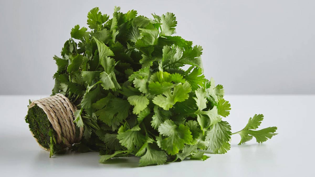 Peanut Coriander Chutneyவேர்க்கடலை கொத்தமல்லி சட்னி peanut coriander