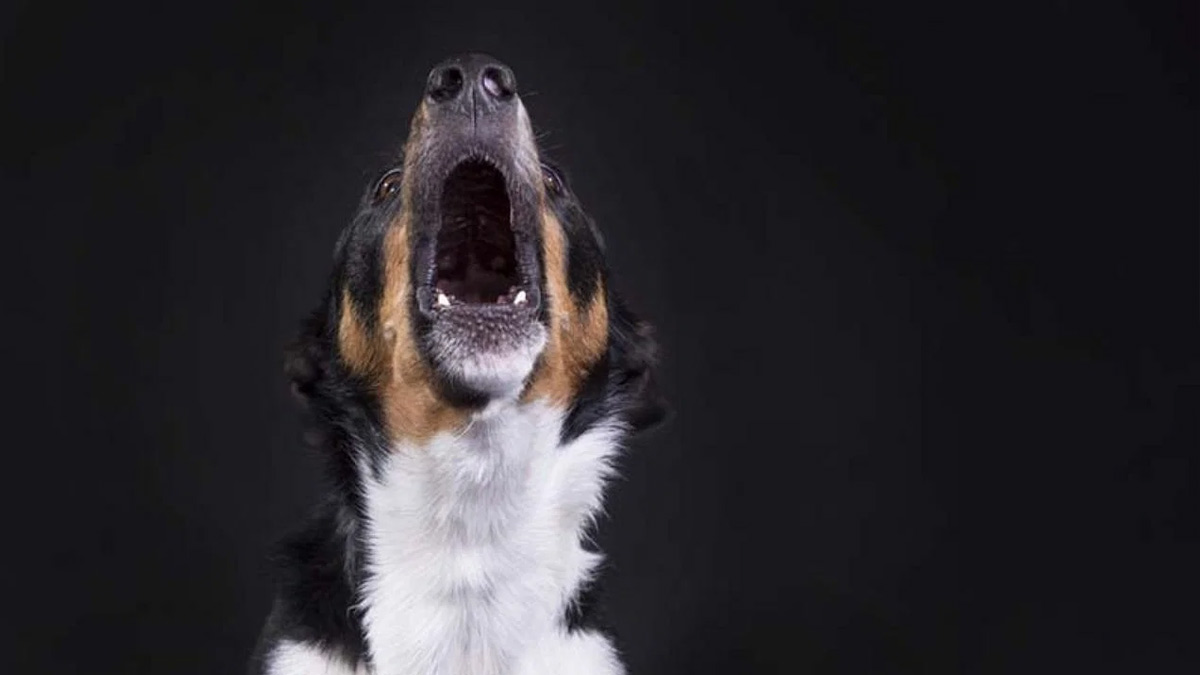dog cry at night