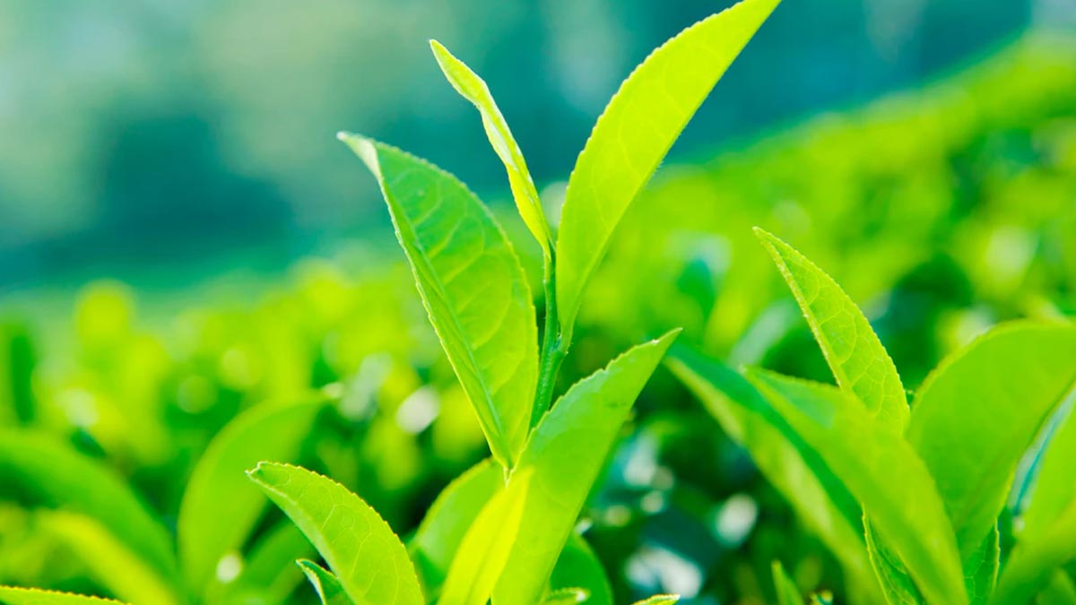 Green Tea Leaves கிரீன் டீ இலை green tea leaves for glowing skin