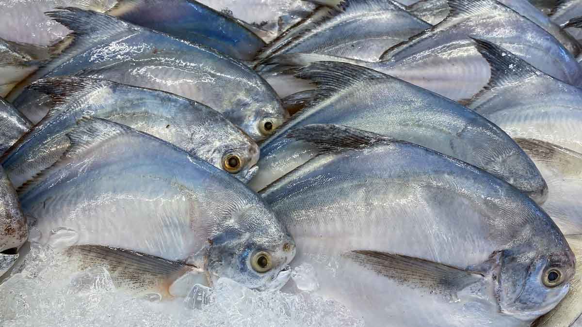 Buying Fish | மீன் வாங்குவது | how to buy fresh fish from market in