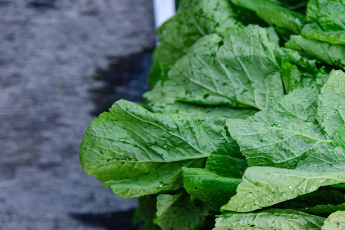 green leafy vegetables for bone health